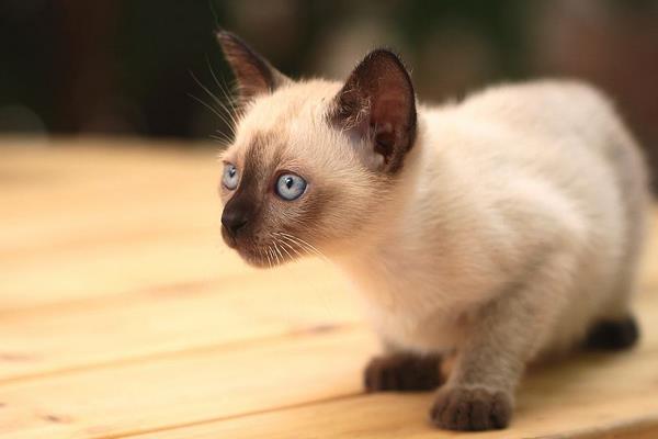 怎么防止暹羅貓變黑 暹羅貓為什么越來越黑