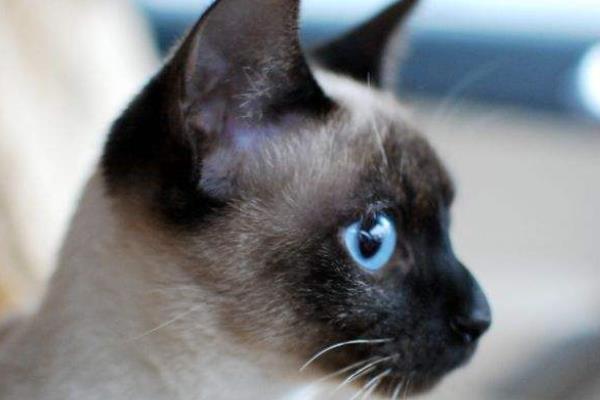 怎么防止暹羅貓變黑 暹羅貓為什么越來越黑