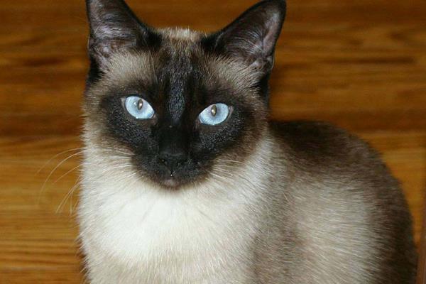 怎么防止暹羅貓變黑 暹羅貓為什么越來越黑