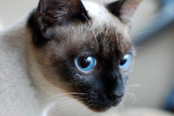 怎么防止暹羅貓變黑 暹羅貓為什么越來越黑