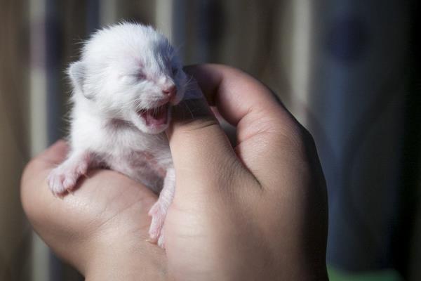 怎么防止暹羅貓變黑 暹羅貓為什么越來越黑