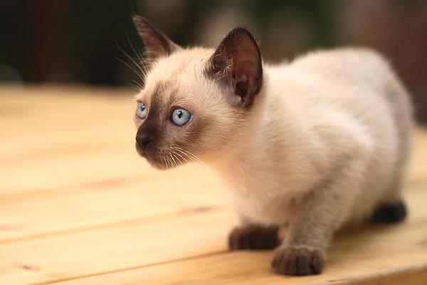 為什么養(yǎng)暹羅貓的人少 暹羅貓為什么這么臭