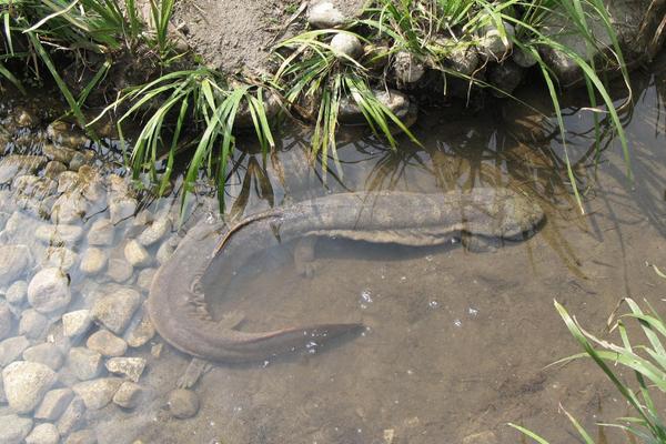 娃娃魚養殖條件及周期 娃娃魚養殖方法