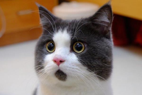 英國短毛貓市場價格多少錢一只 英國短毛貓有幾種顏色