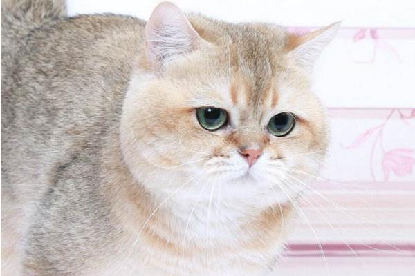 英國短毛貓市場價(jià)格多少錢一只 英國短毛貓有幾種顏色