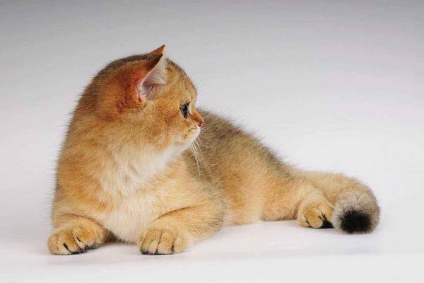 英國短毛貓市場價(jià)格多少錢一只 英國短毛貓有幾種顏色