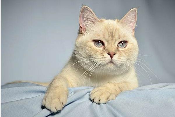 英國短毛貓市場價(jià)格多少錢一只 英國短毛貓有幾種顏色