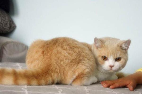 英國短毛貓市場價(jià)格多少錢一只 英國短毛貓有幾種顏色