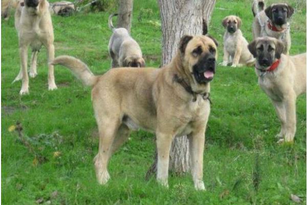 坎高犬市場(chǎng)價(jià)格多少錢一只 坎高犬的性格特征