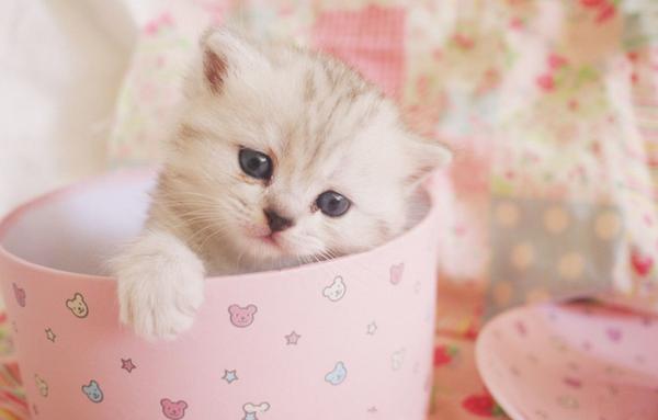 茶杯貓市場(chǎng)價(jià)格多少錢(qián)一只 茶杯貓壽命有多長(zhǎng)