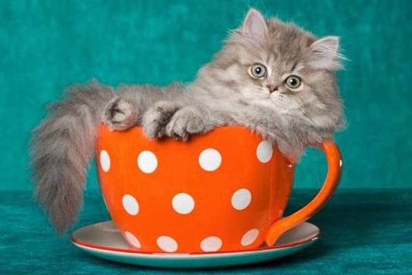 茶杯貓市場(chǎng)價(jià)格多少錢(qián)一只 茶杯貓壽命有多長(zhǎng)