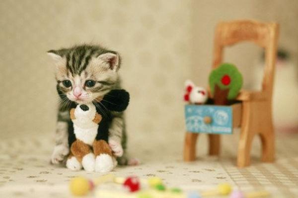 茶杯貓市場(chǎng)價(jià)格多少錢(qián)一只 茶杯貓壽命有多長(zhǎng)