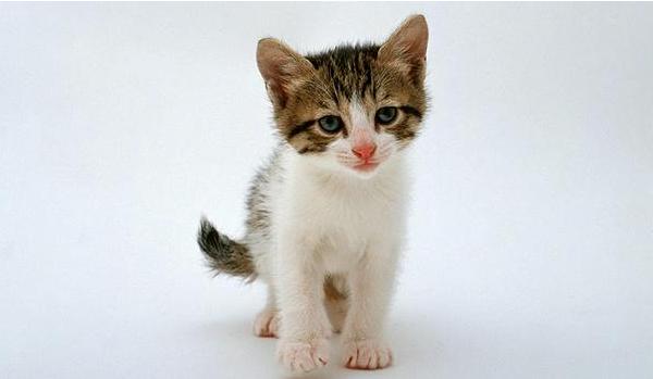 茶杯貓市場(chǎng)價(jià)格多少錢(qián)一只 茶杯貓壽命有多長(zhǎng)