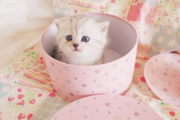 茶杯貓市場(chǎng)價(jià)格多少錢(qián)一只 茶杯貓壽命有多長(zhǎng)