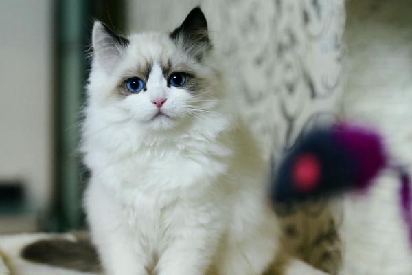 布偶貓市場價(jià)格多少錢一只 布偶貓為什么這么貴