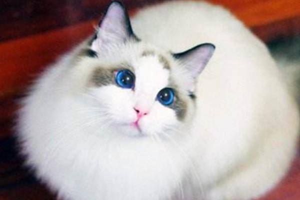 布偶貓市場(chǎng)價(jià)格多少錢一只 布偶貓為什么這么貴