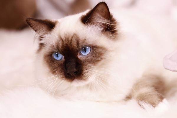 布偶貓市場(chǎng)價(jià)格多少錢一只 布偶貓為什么這么貴