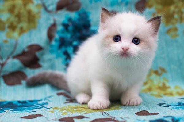 布偶貓市場(chǎng)價(jià)格多少錢一只 布偶貓為什么這么貴