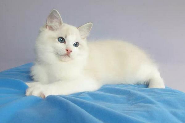 布偶貓市場(chǎng)價(jià)格多少錢一只 布偶貓為什么這么貴