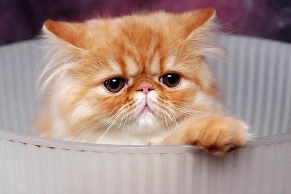 喜馬拉雅貓市場(chǎng)價(jià)格多少錢一只 喜馬拉雅貓?zhí)攸c(diǎn)與介紹