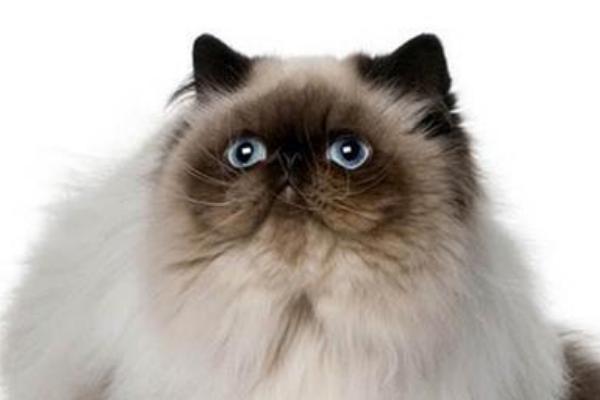 喜馬拉雅貓市場(chǎng)價(jià)格多少錢一只 喜馬拉雅貓?zhí)攸c(diǎn)與介紹