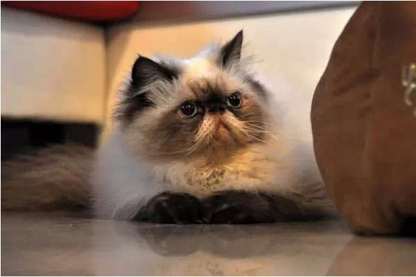 喜馬拉雅貓市場(chǎng)價(jià)格多少錢一只 喜馬拉雅貓?zhí)攸c(diǎn)與介紹