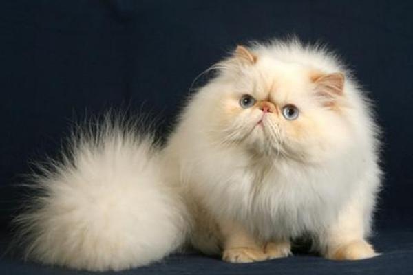 喜馬拉雅貓市場(chǎng)價(jià)格多少錢一只 喜馬拉雅貓?zhí)攸c(diǎn)與介紹