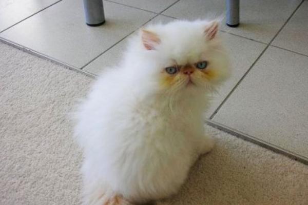 喜馬拉雅貓市場(chǎng)價(jià)格多少錢一只 喜馬拉雅貓?zhí)攸c(diǎn)與介紹