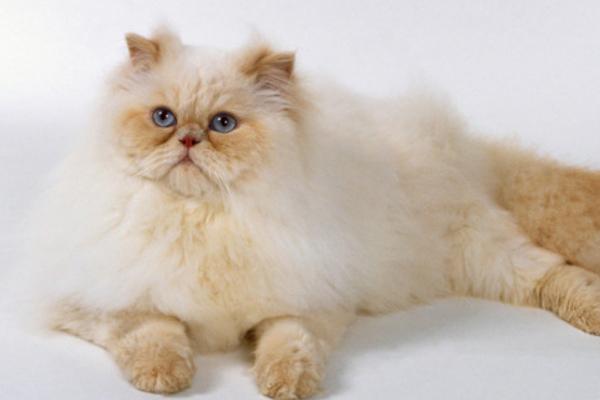 喜馬拉雅貓市場(chǎng)價(jià)格多少錢一只 喜馬拉雅貓?zhí)攸c(diǎn)與介紹