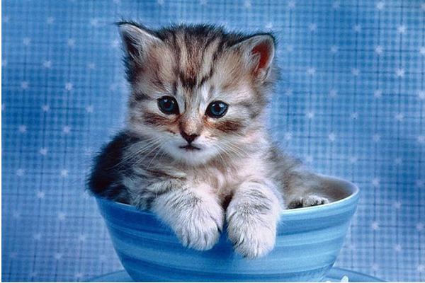 皮堡斯小貓市場價(jià)格多少錢一只 皮堡斯小貓滅絕了嗎