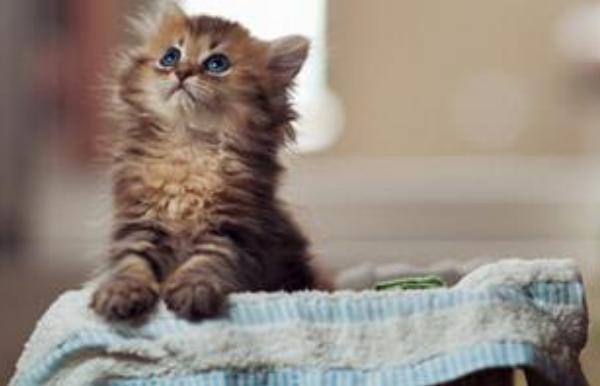 皮堡斯小貓市場價(jià)格多少錢一只 皮堡斯小貓滅絕了嗎