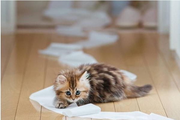 皮堡斯小貓市場價(jià)格多少錢一只 皮堡斯小貓滅絕了嗎