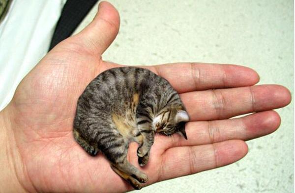 皮堡斯小貓市場價(jià)格多少錢一只 皮堡斯小貓滅絕了嗎