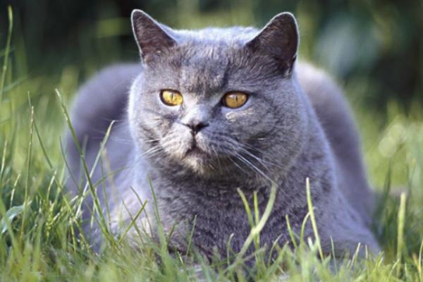 卡爾特貓市場價格多少錢一只 卡爾特貓和英短的區別是什么