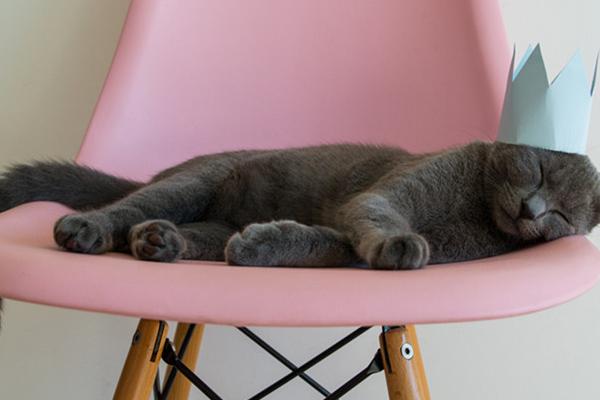 卡爾特貓市場價格多少錢一只 卡爾特貓和英短的區別是什么