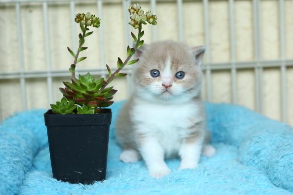 卡爾特貓市場價格多少錢一只 卡爾特貓和英短的區別是什么