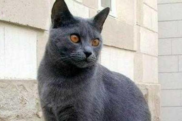 卡爾特貓市場價格多少錢一只 卡爾特貓和英短的區別是什么