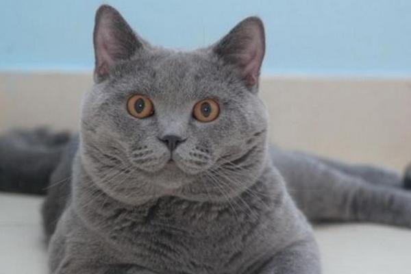 卡爾特貓市場價格多少錢一只 卡爾特貓和英短的區別是什么