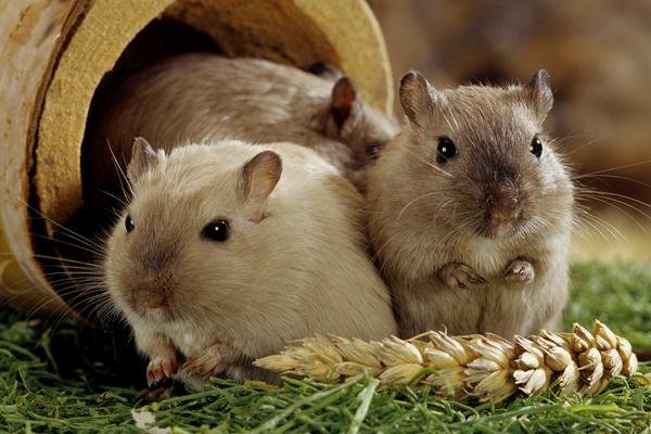 倉(cāng)鼠怎么養(yǎng) 兩只倉(cāng)鼠可以一起養(yǎng)嗎 養(yǎng)倉(cāng)鼠的注意事項(xiàng)