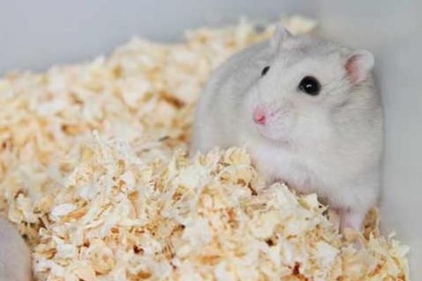 倉鼠怎么養 兩只倉鼠可以一起養嗎 養倉鼠的注意事項