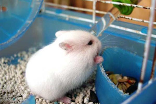 倉鼠怎么養 兩只倉鼠可以一起養嗎 養倉鼠的注意事項