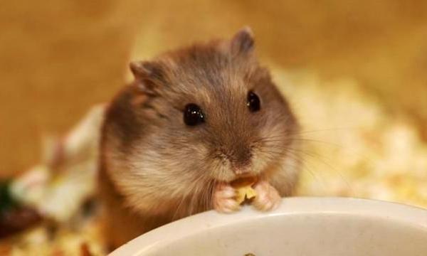 倉鼠怎么養 兩只倉鼠可以一起養嗎 養倉鼠的注意事項