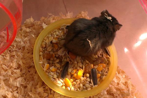 倉鼠怎么養 兩只倉鼠可以一起養嗎 養倉鼠的注意事項