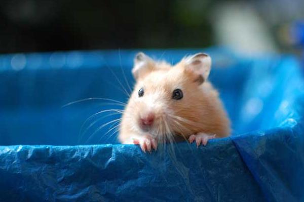 倉鼠怎么養 兩只倉鼠可以一起養嗎 養倉鼠的注意事項