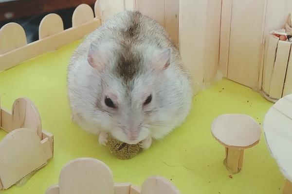 金絲熊和倉(cāng)鼠的區(qū)別是什么 金絲熊和倉(cāng)鼠哪個(gè)好養(yǎng)