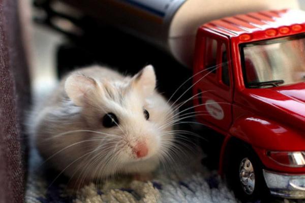 金絲熊和倉鼠的區(qū)別是什么 金絲熊和倉鼠哪個好養(yǎng)