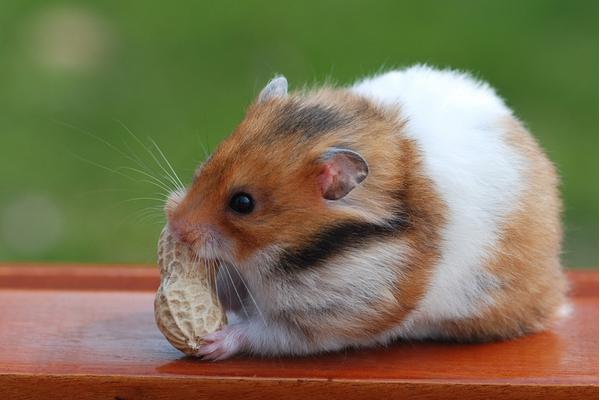 金絲熊和倉鼠的區(qū)別是什么 金絲熊和倉鼠哪個好養(yǎng)