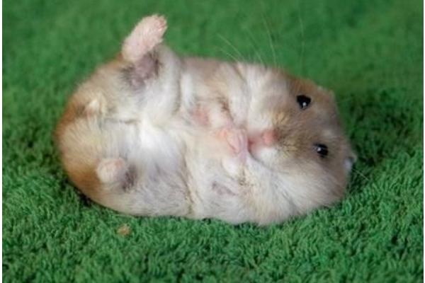 金絲熊和倉鼠的區(qū)別是什么 金絲熊和倉鼠哪個好養(yǎng)