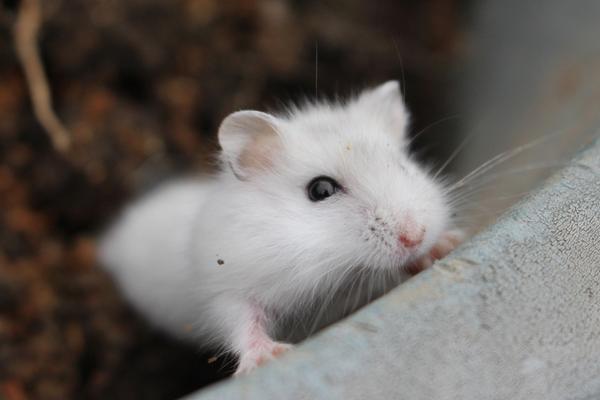 金絲熊和倉鼠的區(qū)別是什么 金絲熊和倉鼠哪個好養(yǎng)