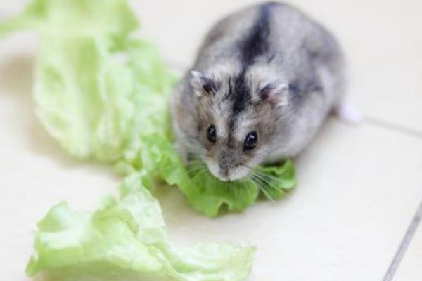 金絲熊和倉鼠的區(qū)別是什么 金絲熊和倉鼠哪個好養(yǎng)